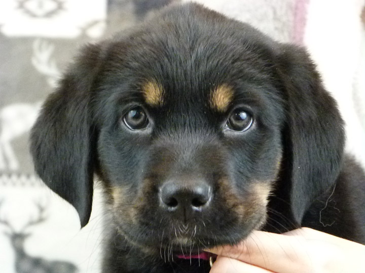 chinook puppy